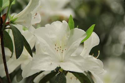 Rhododendron simsii